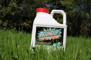 Le RoundUp est un herbicide largement utilisé qui contient du glysophate.