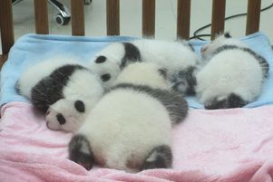 Des bébés pandas à Chengdu, en Chine