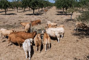 Un éleveur contraint de nourrir ses vaches avec du fourage en raison de la sécheresse, dans le Calvados, le 12 août 2022.