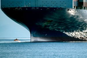 Pour réduire les nuisances sonores sous-marines, le Fonds international pour la protection des animaux (Ifaw) préconise de réduire la vitesse de navigation des navires de 5 à 10 %.