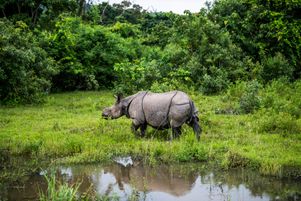 Dans les années 1960, il ne restait que 360 rhinocéros indiens à une cornedans le parc du Kaziranga.