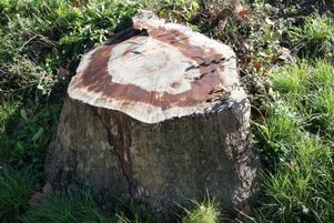 Selon Plante et cité, 3 000 platanes environ seraient abattus chaque année en raison d’une infection par le chancre coloré.