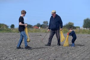 Glanage dans les champs de pommes de terre de Vincent Dezitter à Brouckerque (Nord), le 30 septembre 2023. 