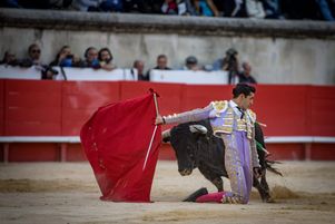 Les sénateurs ont largement rejeté un texte d’interdiction des spectacles de corrida aux mineurs, jeudi 14 novembre 2024.